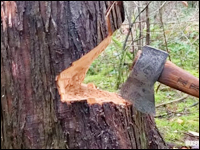 tree-and-axe