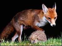 hedgehog-fox