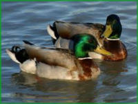 sitting-ducks