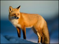 fox