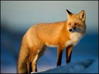 fox
